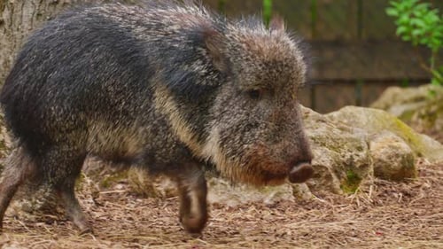 A Closeup of a Species of Wild Boar