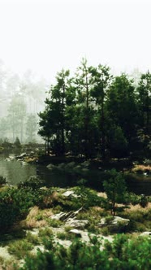 A Small Pond Surrounded By Trees in the Middle of a Forest