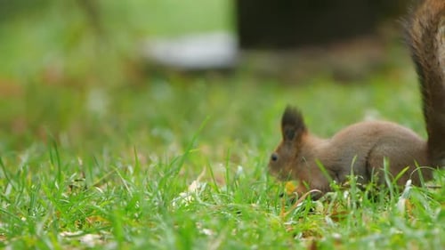 Eichhörnchen sucht im grünen Gras oder Rasen im Park nach Nahrung