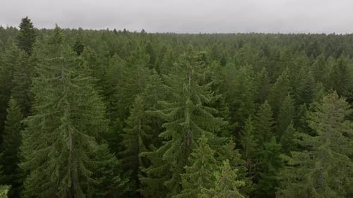Aerial Drone Flight Over Dense Forest Canopy