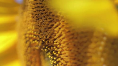 close-up detail of the small flowers of a sunflower in macro view