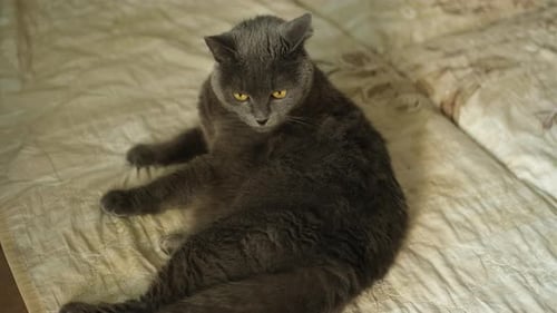 Gray Cat Licking Fur on Bed at Home