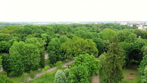 Flying over the top of trees in the park.