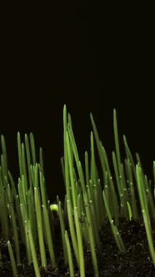Time Lapse of New Sprouts Emerging From Soil