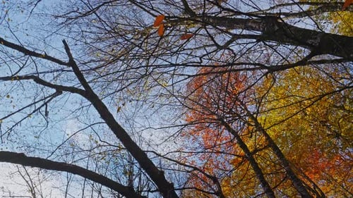 Autumn Forest Gimbal Walk - 4K