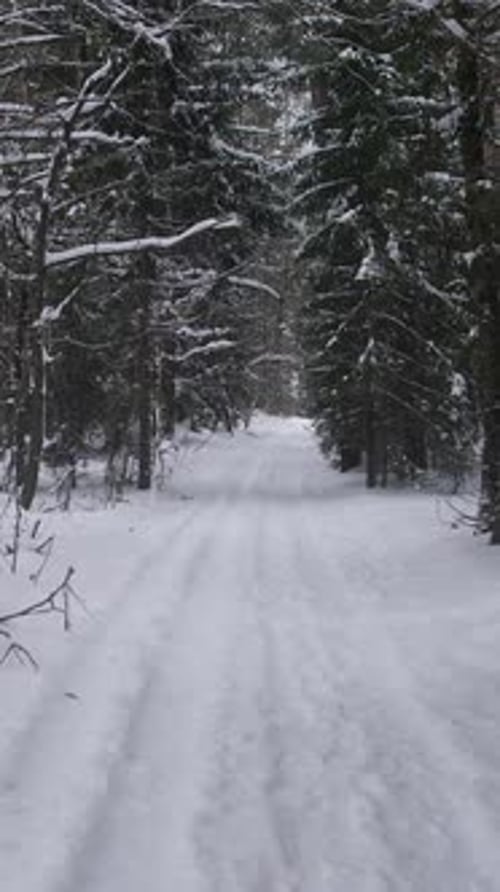 Snowy Path through Winter Forest