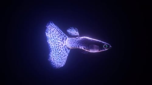3D Infinite Loop mit Holographie in Neonform mit Guppy-Fischen