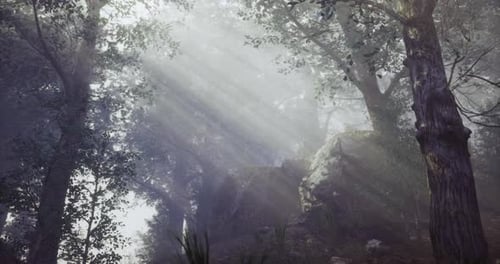 Sunlight Filtering Through Trees in a Tranquil Forest Environment