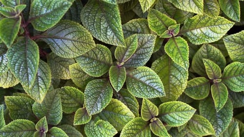 Green Plants Background Green Garden Flowers and Plants with Texture and Pattern in Motion