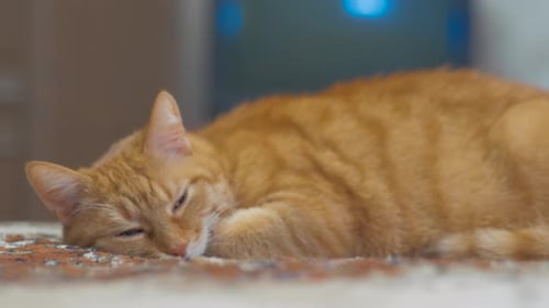 Sleepy Ginger Cat is Lying on Bed