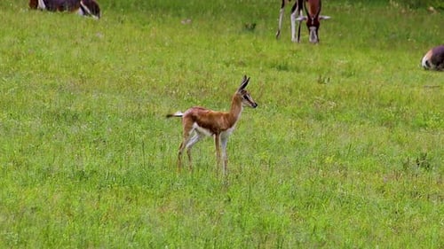 Springbock-Antilope lauscht und sucht nach Raubtieren 4K 30fps