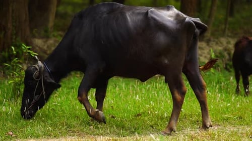 The Bull Is Grazing On The Grass In The Field