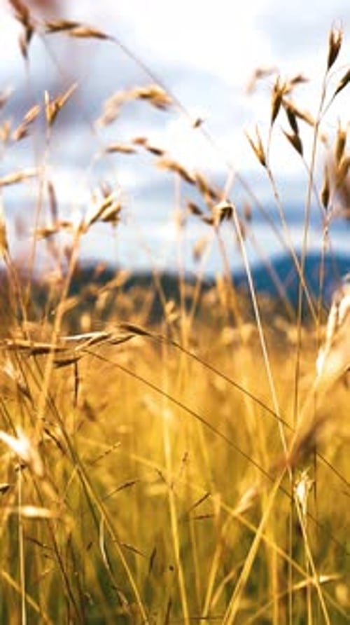 Golden Grass Swaying in the Wind