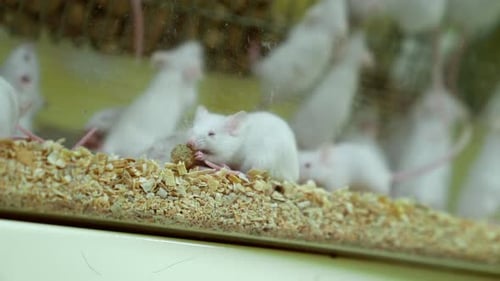 White Mice in Glass Laboratory Enclosure