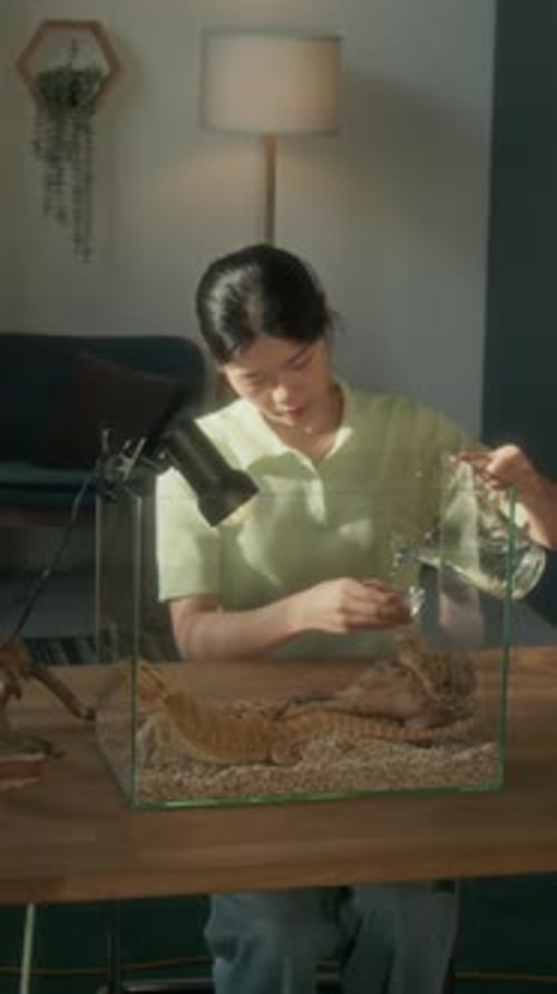 Jeune femme versant de l'eau potable pour le lézard dragon dans un terrarium