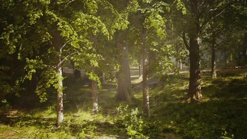 Sunlight Filtered Through Trees in Forest