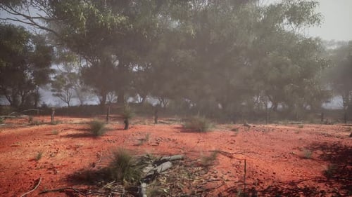 Dirt Field With Trees in Background