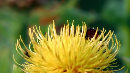 Eine Makro-Nahaufnahme einer Hummel, die gelbe Löwenzahnblüte bestäubt.