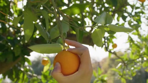 Hand Picking Ripe Orange from a Tree