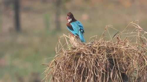 Kingfisher est une zone d'étang.