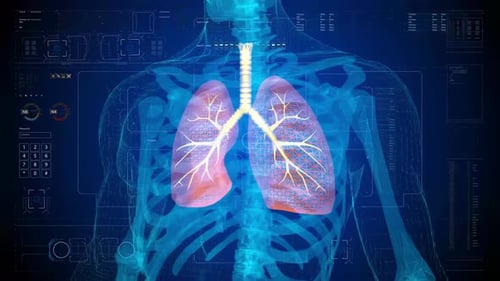 4K Super 3D Human Lung Video