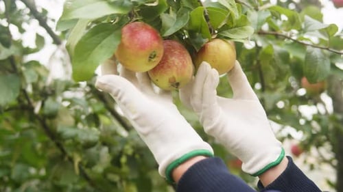 Landwirt pflückt roten Apfel vom Baum, Frau erntet in der Herbstsaison Obst vom Ast