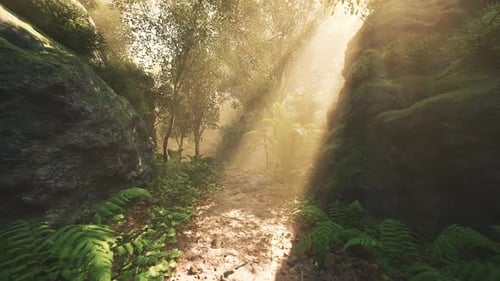 Sunlight Streaming Through Trees in a Tranquil Forest During Early Morning
