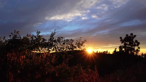 Die Sonne geht im Hintergrund unter, während die goldene Stunde auf die grasbewachsenen Blätter im Vordergrund trifft.
