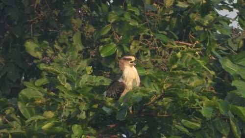 Eagle in forest UHD MP4 4k ..