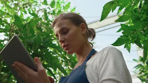 Agri scientist inspecting vegetable growth using tablet on plantation closeup