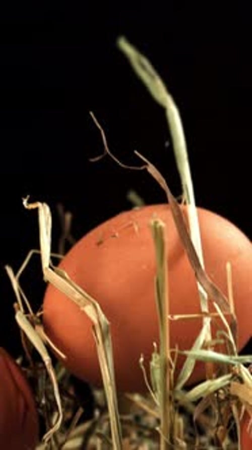 Chicken Eggs Fly with Hay Filmed on a Highspeed Camera at 1000 Fps
