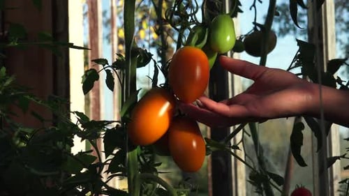 Harvesting Ripe Tomatoes in a Sunny Greenhouse