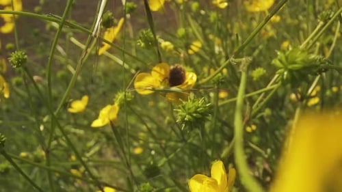 Tropinota Hirta Sitting Inside a Yellow Flower