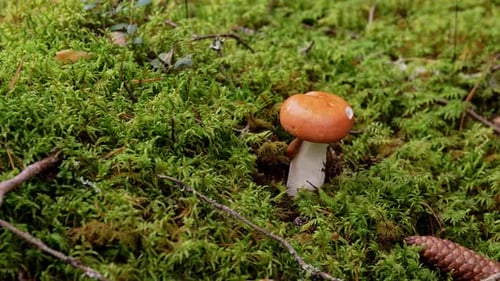Russule mushroom growing wild in the autumn forest nature environment concept