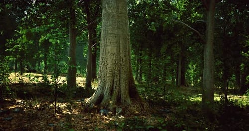 Majestic Tree Stands Tall in Sunlit Forest Clearing Surrounded By Greenery