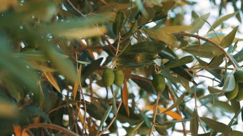 Olive tree. Beautiful fresh olive on the tree. Green vegetable