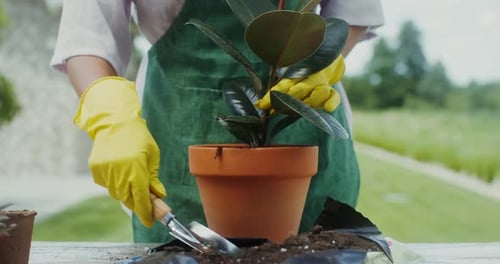 Jardinier rempotant un plant de caoutchouc Ficus Elastica avec des gants jaunes à l'extérieur