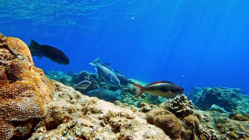 Group Of Beautiful Parrotfish Swims Over The Coral Reefs Under The Blue Ocean. - wide shot