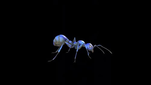 Ant Crazy Shake