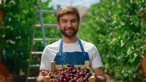 Happy Farmer Holding Fruit Basket Farming Cherry at Local Market. Agronomist Showing