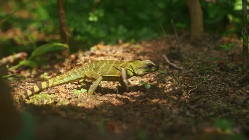 Chinese Water Dragon Resting On Soil Amidst Lush Greenery