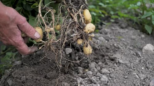 Farmer Harvesting Fresh Potatoes in a Rural Field