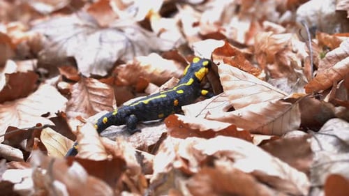 Cute European fire salamander crawling through fallen dry leaves in the forest.