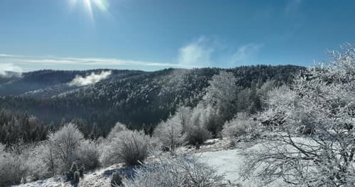 Snowy Trees and Mountains on a Sunny Winter Day