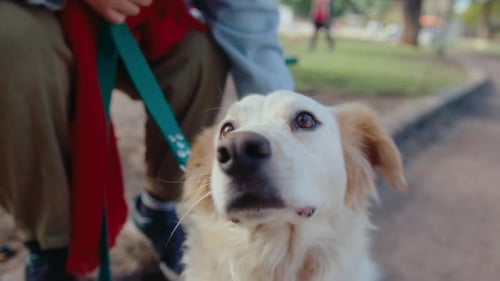 Cute Dog Being Petted by Owner in the Park
