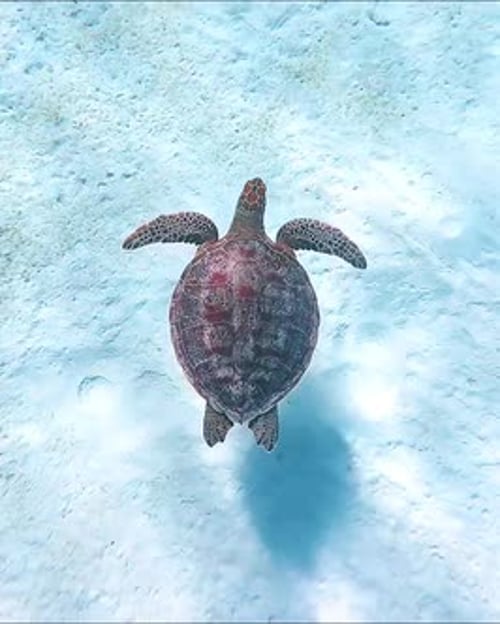 Top View of Sea Turtle Swimming Over Sandy Seabed