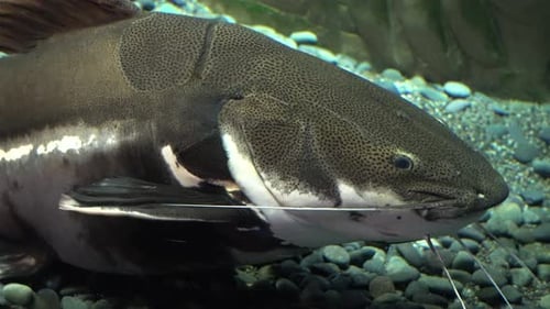 Big redtail catfish lying on the bottom of the shallow sea water