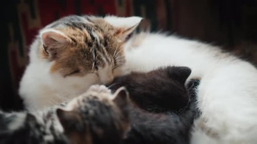 Cat Licks Its Little Kittens