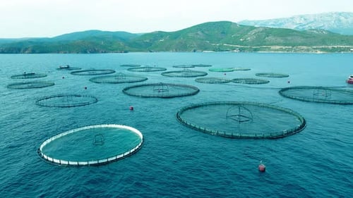 Fish Farming Aquaculture Offshore with Cages in Sea for Cultivation Salmon