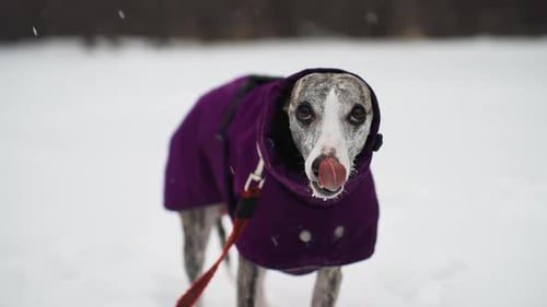 Whippet en manteau violet regarde directement la caméra alors qu'il est debout dans la neige